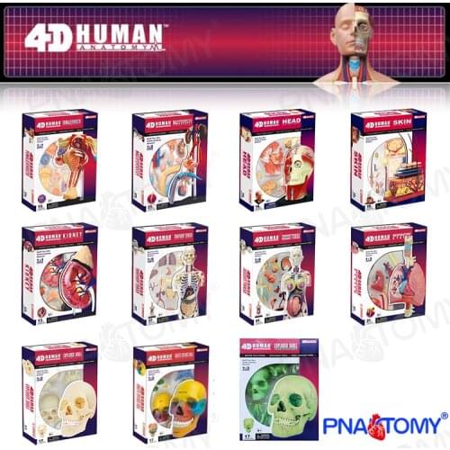 Kidney Skin Head Torso Detachable DIY Toy Human Anatomical Model Puzzle Skull Educational Equipment With Manual 4D MASTER