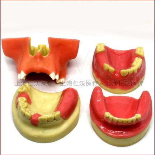 Dental implant training model Oral implant training practice model Maxillary sinus lifting exercises