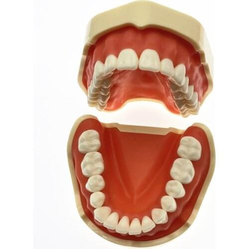 Teeth Model With magnet Dental Soft gingiva Removable Teeth Teaching Model