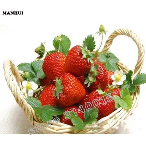 Diy Diamond Painting Fruit Strawberry 5d Daimond Painting Set For Embroidery Stitch Picture By Numbers Needlewor BAC016