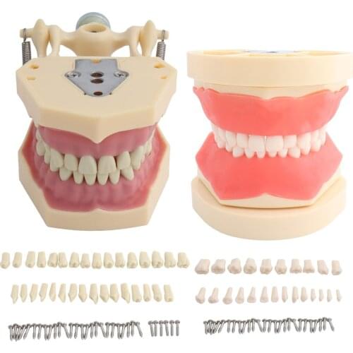 Teeth Model Dental Model Teaching Standard Adult Kid Frasaco Style Demonstration Hard Gum 32pcs 24pcs