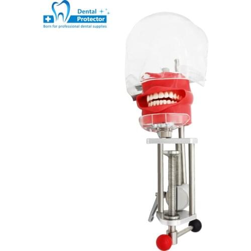 Dental Teeth manikins models Phantom Head for teaching Pratice learning in dental classes