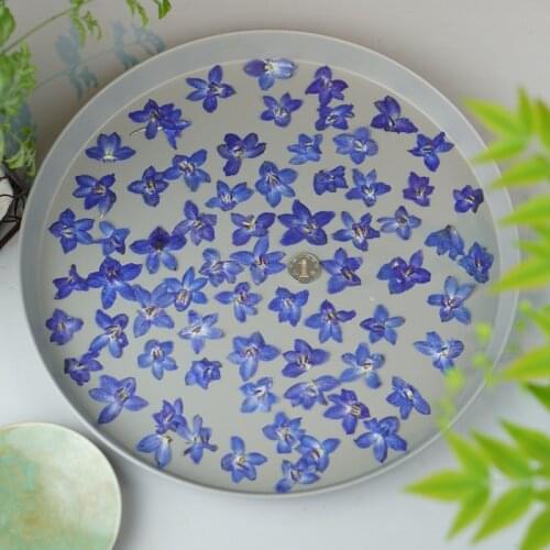 100pcs Pressed Dried Delphinium grandiflorum L Flower For Epoxy Resin Pendant Jewelry Face Make Up Making Craft DIY Accessories