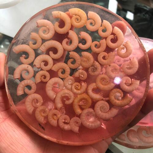 1pcs Natural conch is spliced together and used for decoration