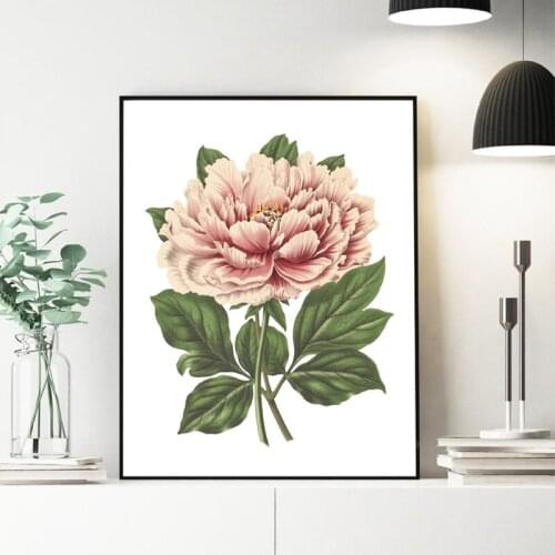 Peony Flower Print Pink Tree Peony Botanical Illustration Poster Plant Floral Vintage Wall Art Picture Canvas Painting Decor