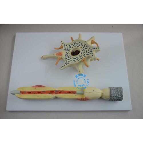 Free shipping&Model of neuron amplification, amplification of neuron cell bodies and nerve fiber structure, medical education