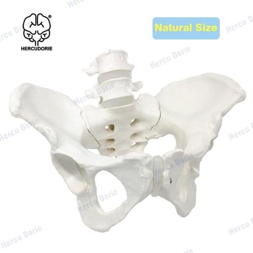 Female Pelvis with 4th & 5th Vertebrae | Extremely Accurate and Detailed Representations of The Female Pelvic Bones | Life Size