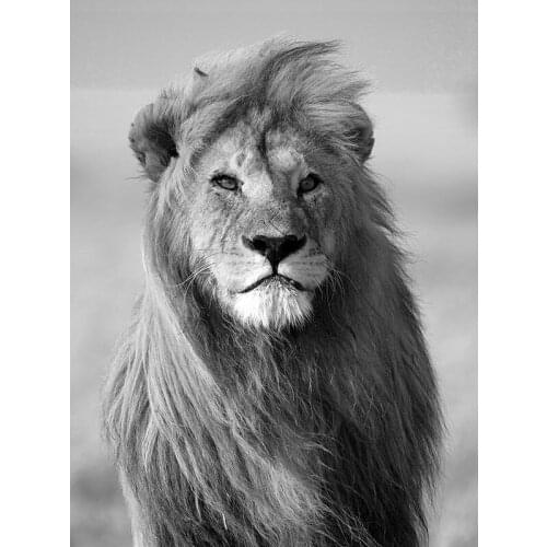 GATYZTORY Oil Painting By Numbers Draw Black And White Lion On Canvas Wall Art HandPainted Set Home Decor DIY Gift 40x50cm