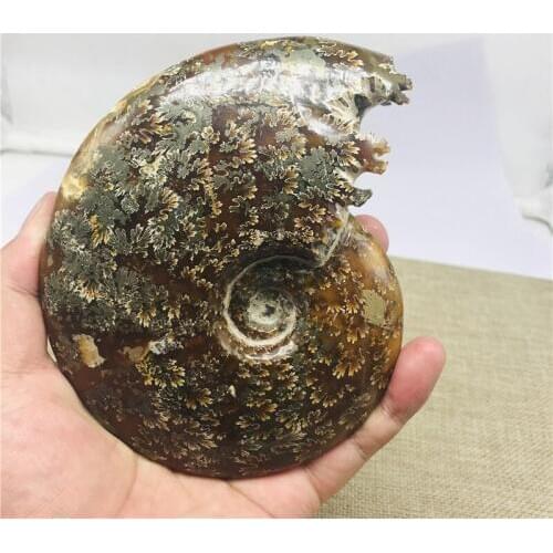 200-530G Natural conch fossil specimens of Madagascar