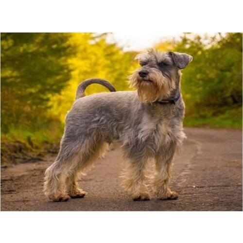 Animal Dog Schnauzer DIY 11CT Embroidery Cross Stitch Kits Craft Needlework Set Printed Canvas Cotton Thread Home Sell