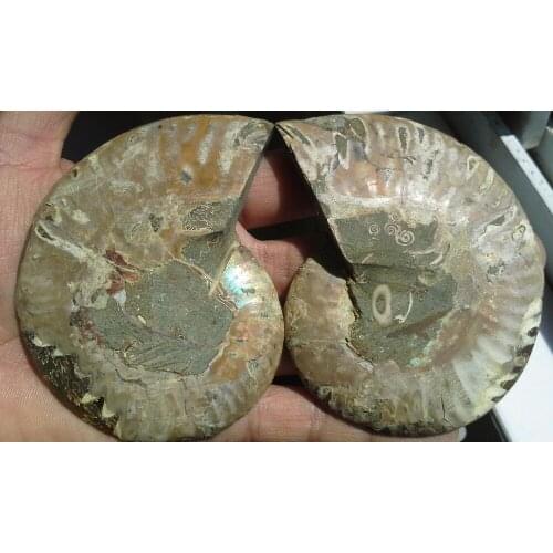 170g 1 Pair Half Cut Ammonite Shell Jurrassic Fossil Specimen Madagasca