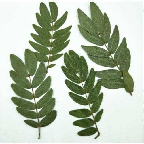 250pcs Pressed Dried Albizia julibris Leaf Plants Herbarium For Jewelry Making Face Makeup Postcard Frame Phone Case Craft DIY