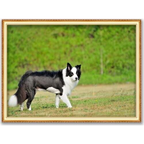 Animal Border Collie DIY Embroidery Cross Stitch 11CT Kits Craft Needlework Set Printed Canvas Cotton Thread Home Sale Hot Sell