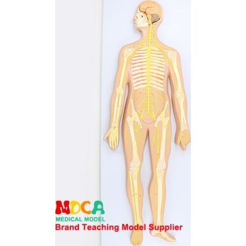 Medical teaching of central nervous system, brain and spinal cord neuroanatomy in human nervous system anatomical model MSJXT004