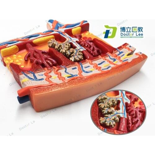 Anatomical 14 Signs Human Uterus Embryo Tissue Anatomical Slice Enlarge Model