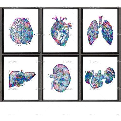 Nordic Anatomy Posters Medical Wall Art Anatomical Heart Brain Lungs Liver Kidney Pancreas Print Clinic Decor Doctor Office Gift