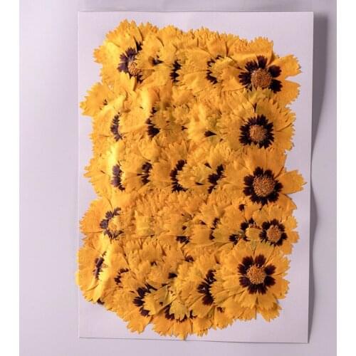 250pcs Pressed Dried Coreopsis Basalis Flower Plants Herbarium For Epoxy Resin Jewelry Making Face Makeup Nail Art Craft DIY
