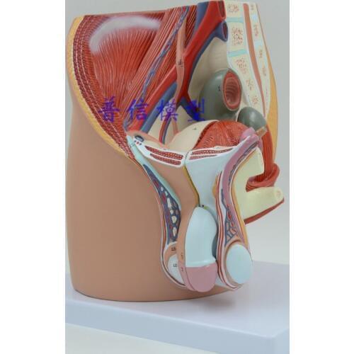 Free shipping&family planning model, male reproductive, urinary system, pelvic model, male pelvis, median sagittal slice model