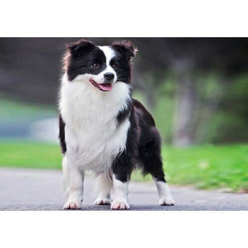 3D Diamond Embroidery border collie picture of Rhinestones Mosaic 5D DIY Diamond Painting Full square /Round Decor crafts FG1183