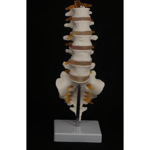Human Lumbar Spine with Caudal Vertebra Structure Intervertebral Disc Model