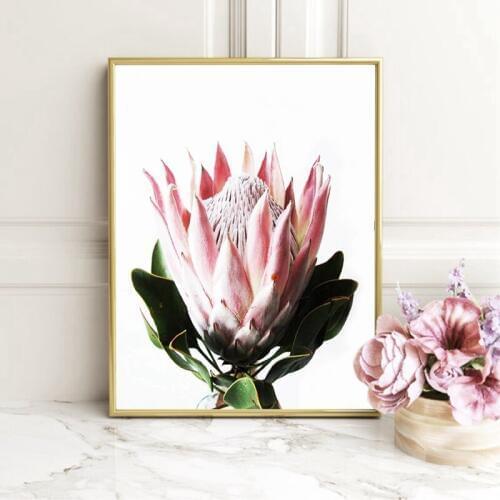 Protea Print Large Poster Modern Contemporary Native Australian Flower Art Canvas Painting Botanical Photography Wall Art Decor