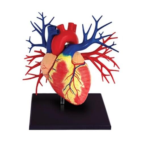 1:1 Medical Human Skull Skeleton Anatomical Model HUMAN HEART ANATOMY LIFE-SIZE MODEL Teeth Model with Esqueleto Humano Anatomia