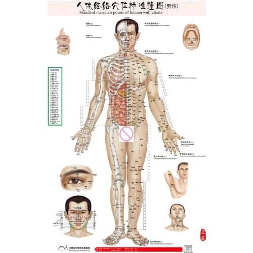 Male human meridian points Wallmap acupuncture massage point map a full human flipchart HD 3 chinese and English