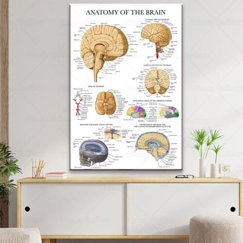 Brain Anatomy Poster Anatomical Chart of The Brain Modern Art Room Home Decoration for Doctors Office Medical Clinic