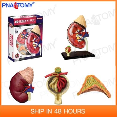 4D MASTER 26067 Kidney Model Urinary System Anatomy Educational Equipment Medical Tool Detachable Toy 13 Parts