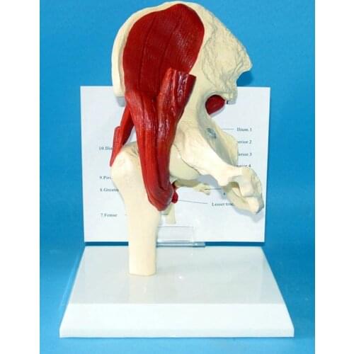 Human Hip Muscle model Skeleton skeleton Medical teaching model free shipping