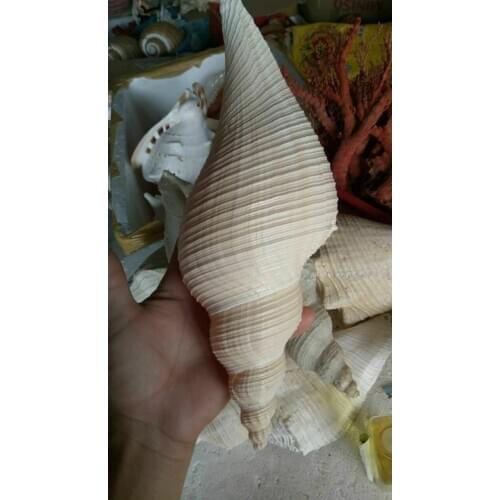 AUSTRALIA LONG NATURAL CONCH CONCH SHELLS TANTRIC BUDDHISM HOLY RITUAL DAFA SNAILS HORN STARFISH CONCH CONCH