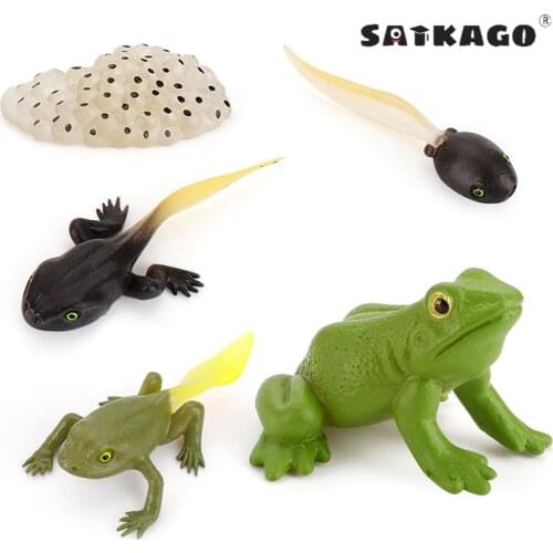 5PCS Simulation Frog Life Cycle Figures Growth Stage Model Toys for Kids Children Biology Educational Toy Teaching Aids
