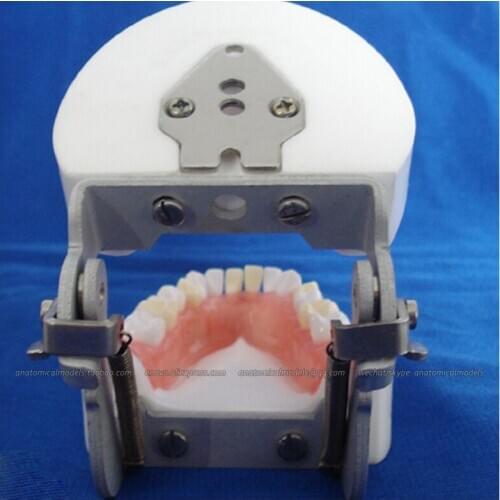 CMAM/12606 Dental- Tooth extraction exercise, Human Oral Dental Medical Teaching Anatomical Model