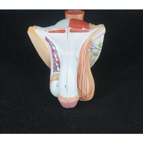 Human Male Genital Penis Organ Anatomical Medical Model Anatomy Science Teaching Natural Life Size 4 Part