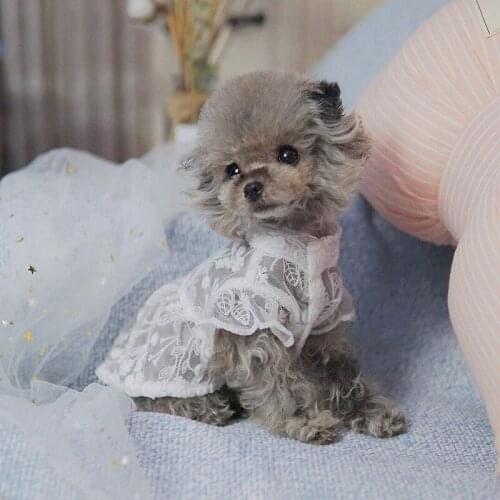Pet Lace Dress Summer Bud Silk Dog Skirt for Puppy Chihuahua Yorkshire Pomeranian Poodle Pug Corgi French Bulldog Clothes Skirt