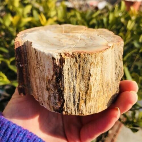 Natural Petrified Wood Fossil Crystal Polished Slice Mineral Specimen Wood Fossil Lump Stand Gift