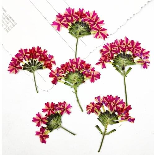 100pcs,Nature Pressed pink-sakura with Stem,Real Flowers for DIY Wedding invitation Craft Photo Bookmark Gift Card,Facial Decor