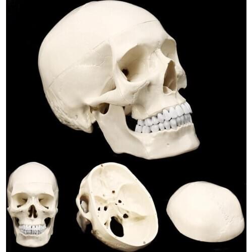 New 1:1 Human Anatomical Model Standard People Skull Head Anatomy Simulation Models Medicine Students Studying Teaching Supplies