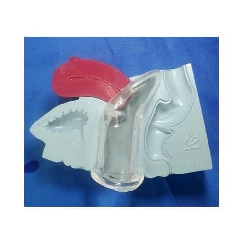 Uterine anatomical model Female Reproductive system Model of human specimens free shipping
