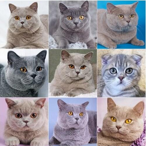 DIY5D Diamond Painting Cat Diamond Embroidery Rhinestone Full Round/Square Mosaic Animal Cross Stitch Home Decor Manual Art Gift