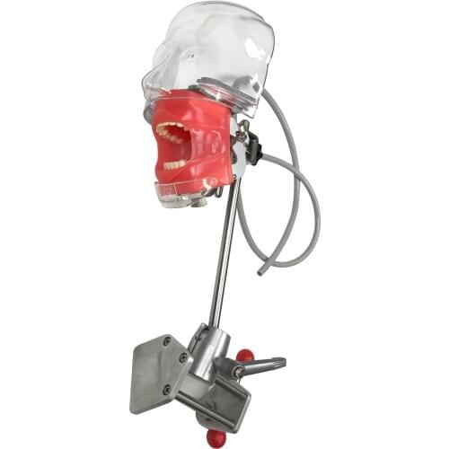 Dental Manikin Simulator Head Model Phantom Teeth Gums Model Oral Hygiene Simulator for Dentist Dentistry Education Training