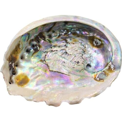 11-12cm Seashells Natural Abalone Shells Ocean Home Decor DIY Nautical Wedding Decoration Soap Holder Shell for Jewelry Making