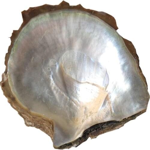 Natural White Mother of Pearl Shell Home Decoration Aquarium Landscaping Photography Props DIY Crafts Carved Inlay Material 1pcs