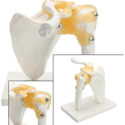 Life Size flexible anatomical Shoulder Bone Muscle Joint Model master human anatomical anatomy skeleton medical supplies