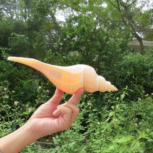 Aqumotic Decorative Seashells