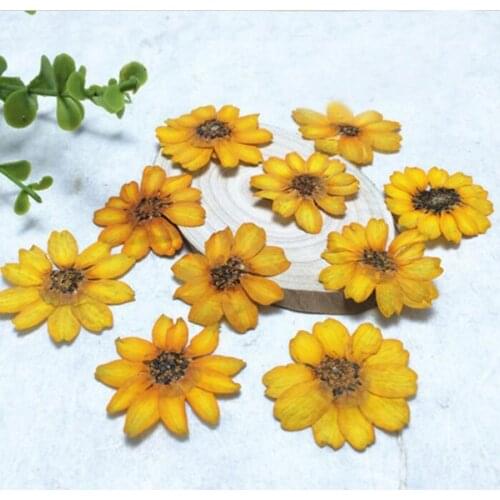 12pcs Pressed Dried Orange Zinnia elegans Jacq. Flower Plant Herbarium Craft DIY Postcard Invitation Card Making Accessories