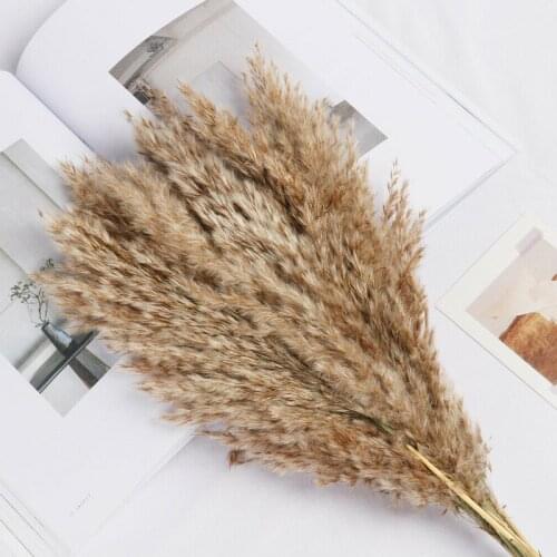 10pcs Natural Dried Pampas Grass Artificial Para Reed Flowers Bunch Wedding Bouquet Decor Real Plants Home Decoration 4Colors