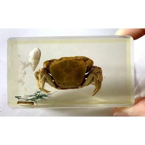 Hot Sale fashion insect crab style jewelry insect paperweight