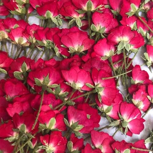 Chinese Rose Bud Dried Flowers For Painting DIY Bookmark Raw Material Free Shipment 30pcs