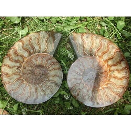 1480g(3.19 lb) 1 Pair Half Cut Ammonite Shell Fossil Specimen Madagascar